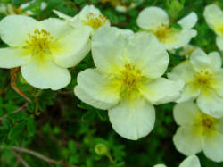 Potentilla fruiticosa Vilmoriniana